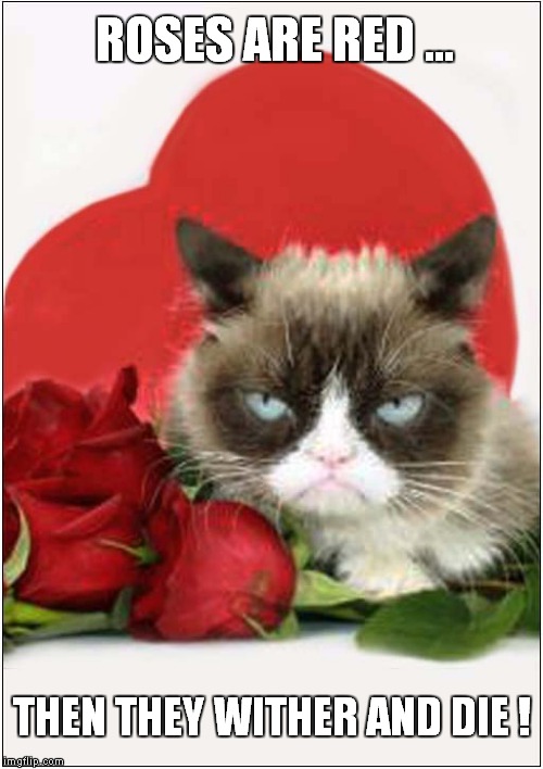 Grumpys Valentines Message | ROSES ARE RED ... THEN THEY WITHER AND DIE ! | image tagged in fun,grumpy cat,roses are red,valentines day | made w/ Imgflip meme maker