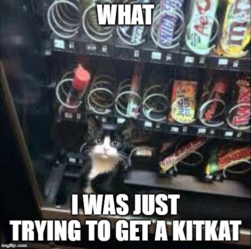 WHAT; I WAS JUST TRYING TO GET A KITKAT | image tagged in cats | made w/ Imgflip meme maker