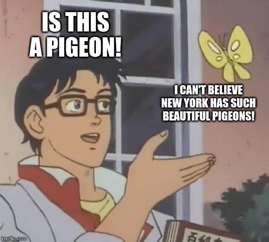 Is This A Pigeon | IS THIS A PIGEON! I CAN'T BELIEVE NEW YORK HAS SUCH BEAUTIFUL PIGEONS! | image tagged in memes,is this a pigeon | made w/ Imgflip meme maker