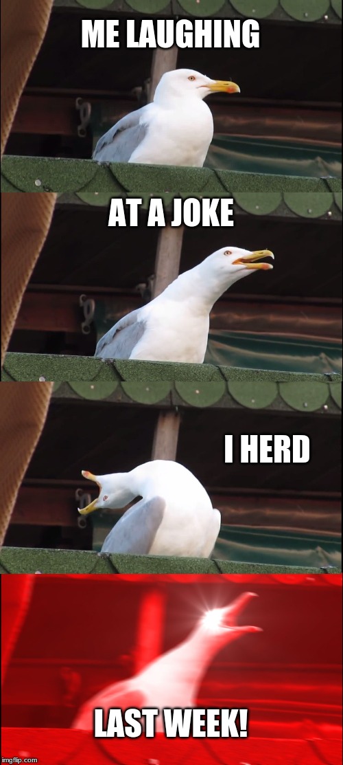 Inhaling Seagull Meme | ME LAUGHING; AT A JOKE; I HERD; LAST WEEK! | image tagged in memes,inhaling seagull | made w/ Imgflip meme maker