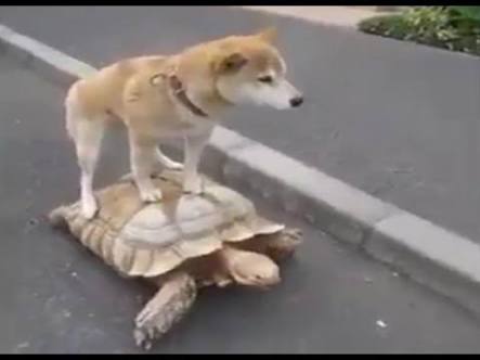 Dog on Tortoise Blank Meme Template