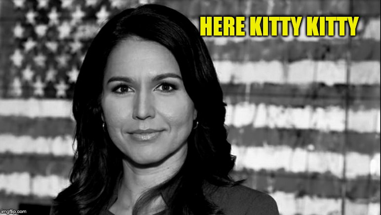 Tulsi Gabbard | HERE KITTY KITTY | image tagged in tulsi gabbard | made w/ Imgflip meme maker