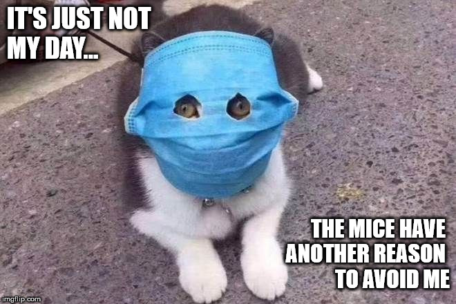 Cat in a Mask | IT'S JUST NOT
MY DAY... THE MICE HAVE 
ANOTHER REASON 
TO AVOID ME | image tagged in cat in a mask | made w/ Imgflip meme maker