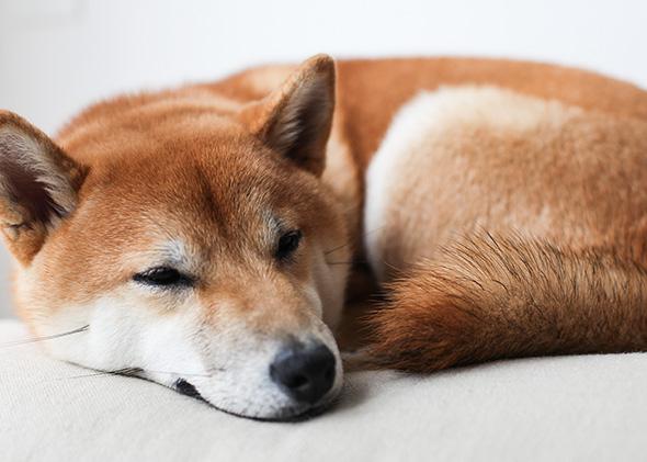 High Quality Curled up doge Blank Meme Template