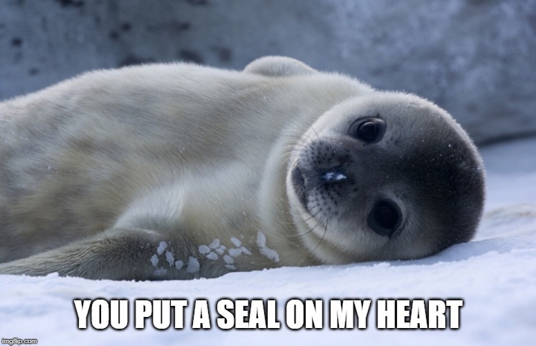 YOU PUT A SEAL ON MY HEART | image tagged in seal,valentines | made w/ Imgflip meme maker