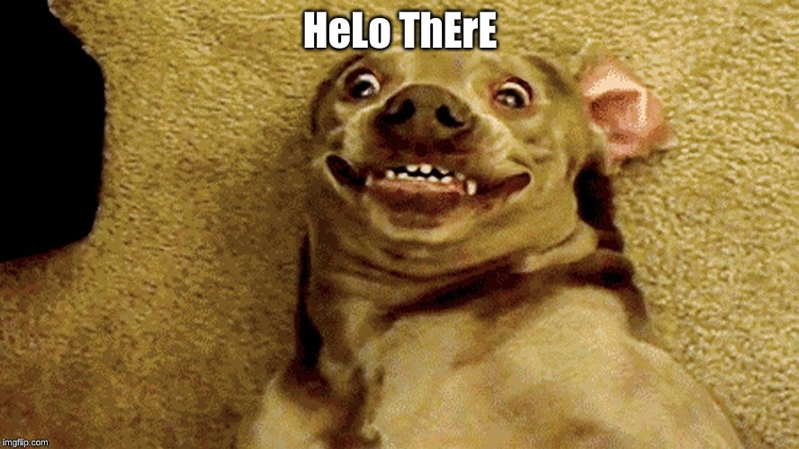 HeLo ThErE | image tagged in meme,dog,creepy dog,helo,there | made w/ Imgflip meme maker