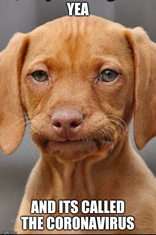 welp pupper | YEA AND ITS CALLED THE CORONAVIRUS | image tagged in welp pupper | made w/ Imgflip meme maker