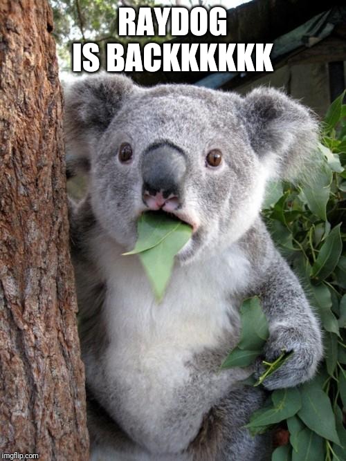 Surprised Koala | RAYDOG IS BACKKKKKK | image tagged in memes,surprised koala | made w/ Imgflip meme maker