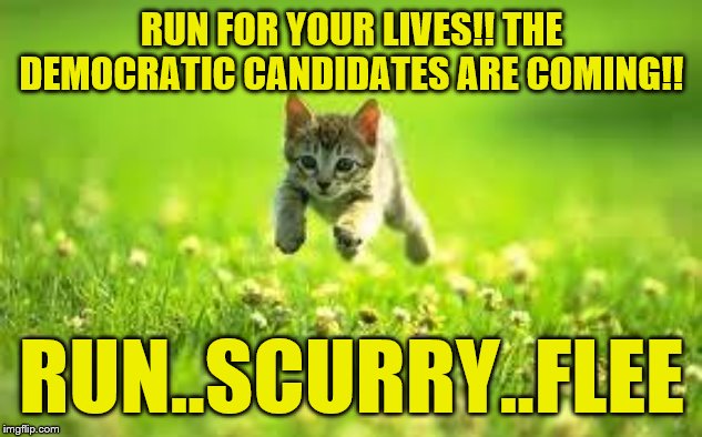 RUN FOR YOUR LIVES cat | RUN FOR YOUR LIVES!! THE DEMOCRATIC CANDIDATES ARE COMING!! RUN..SCURRY..FLEE | image tagged in run for your lives cat | made w/ Imgflip meme maker