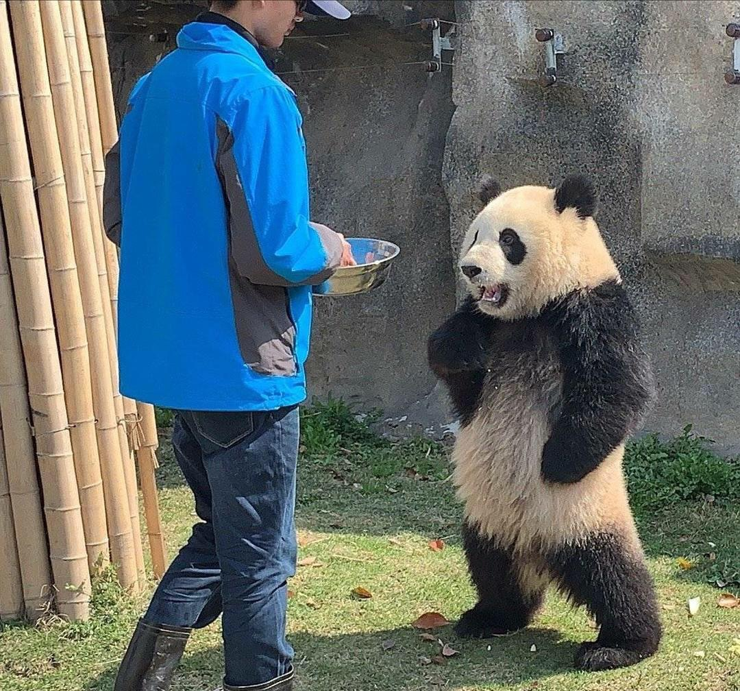 High Quality ready panda Blank Meme Template