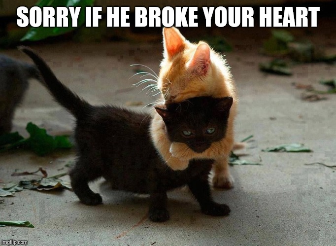 kitten hug | SORRY IF HE BROKE YOUR HEART | image tagged in kitten hug | made w/ Imgflip meme maker