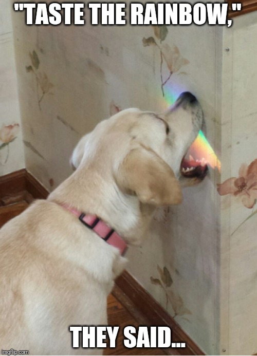 "TASTE THE RAINBOW,"; THEY SAID... | image tagged in memes,dog,funny,rainbow,taste the rainbow,fail | made w/ Imgflip meme maker