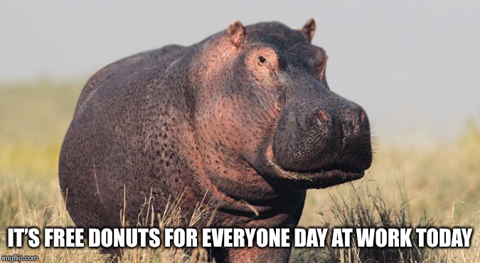 Hippo | IT’S FREE DONUTS FOR EVERYONE DAY AT WORK TODAY | image tagged in hippo | made w/ Imgflip meme maker