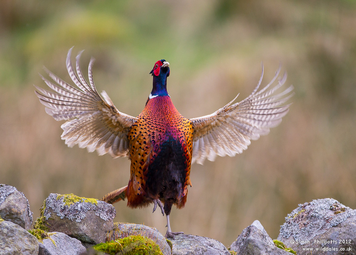 Pheasant Blank Meme Template