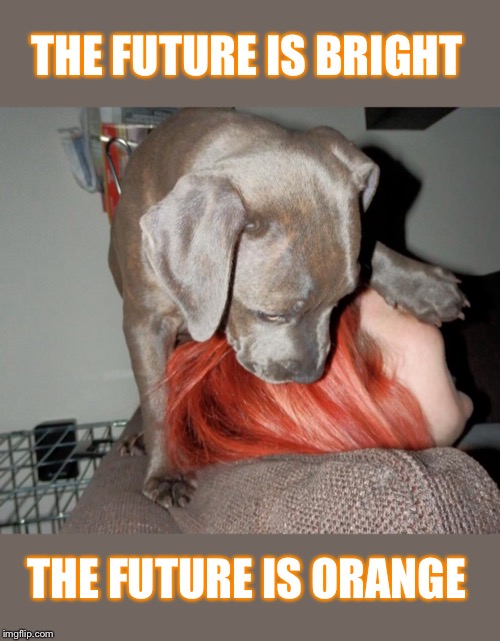 Marley 3- the future is bright the future is orange | THE FUTURE IS BRIGHT; THE FUTURE IS ORANGE | image tagged in dog memes,funny dog memes,the future is bright,dogs,cute dog | made w/ Imgflip meme maker