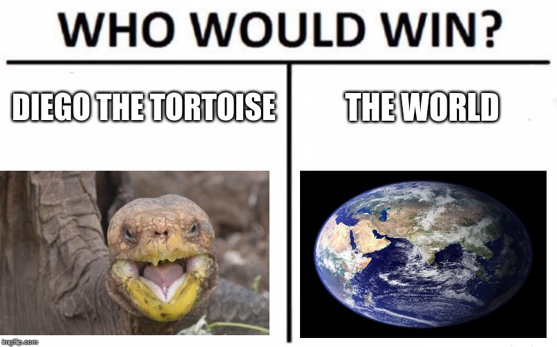Who Would Win? Meme | DIEGO THE TORTOISE; THE WORLD | image tagged in memes,who would win | made w/ Imgflip meme maker