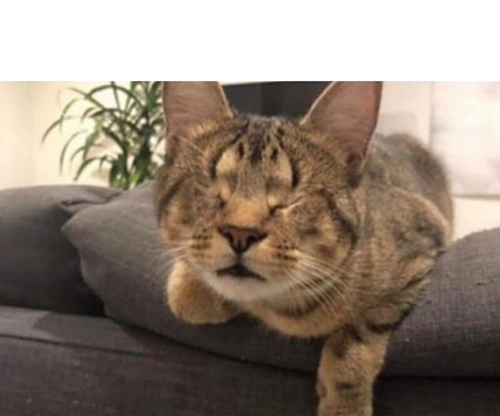High Quality Blind Cat Blank Meme Template