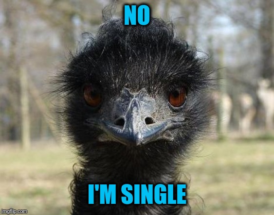 Bad News Emu | NO I'M SINGLE | image tagged in bad news emu | made w/ Imgflip meme maker