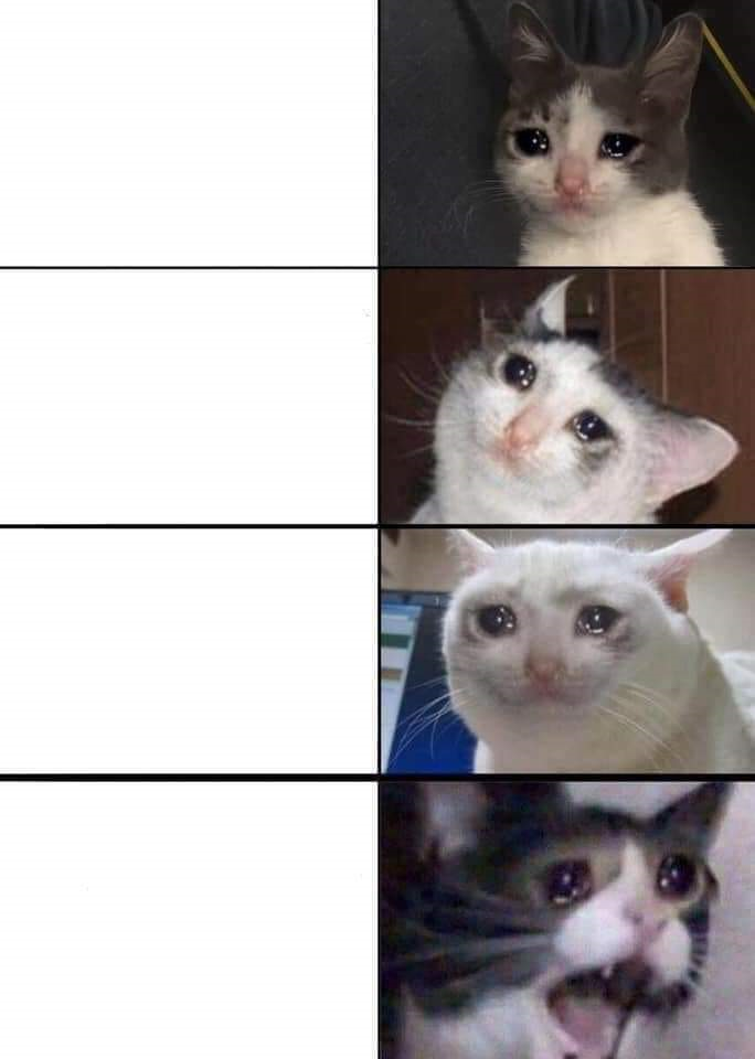 Cat Blank Meme Template. 
