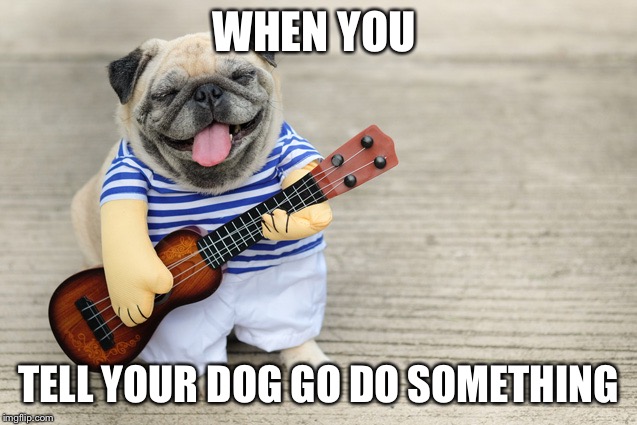 WHEN YOU; TELL YOUR DOG GO DO SOMETHING | image tagged in guitar | made w/ Imgflip meme maker