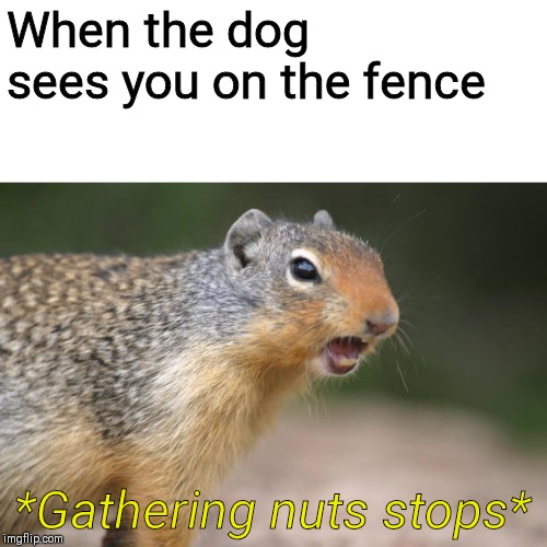 Angry squirrel | When the dog sees you on the fence; *Gathering nuts stops* | image tagged in squirrel,dogs | made w/ Imgflip meme maker