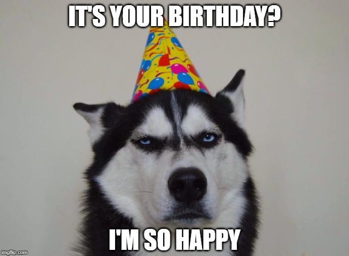 grumpy husky birthday so happy | IT'S YOUR BIRTHDAY? I'M SO HAPPY | image tagged in grumpy,husky,funny meme,dog | made w/ Imgflip meme maker
