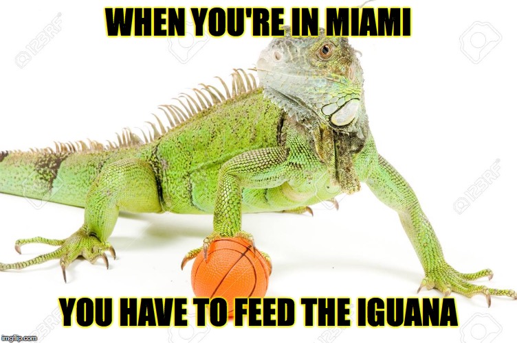 WHEN YOU'RE IN MIAMI; YOU HAVE TO FEED THE IGUANA | made w/ Imgflip meme maker
