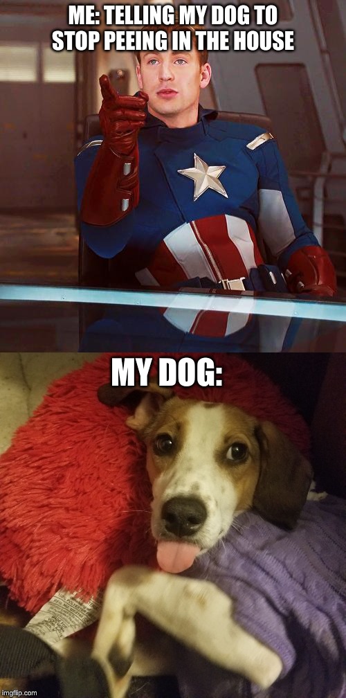 ME: TELLING MY DOG TO STOP PEEING IN THE HOUSE; MY DOG: | image tagged in captain america,riley doesn't care | made w/ Imgflip meme maker