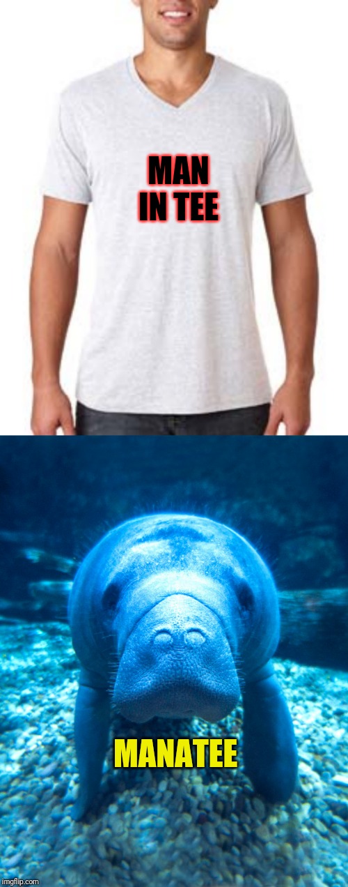 Know the difference | MAN IN TEE; MANATEE | image tagged in original meme,funny memes,memes | made w/ Imgflip meme maker