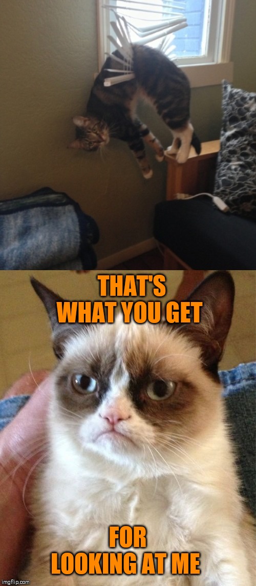 You big stupid | THAT'S WHAT YOU GET; FOR LOOKING AT ME | image tagged in memes,grumpy cat,cats,44colt,funny,stupid | made w/ Imgflip meme maker