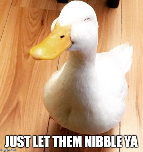 SMILE DUCK | JUST LET THEM NIBBLE YA | image tagged in smile duck | made w/ Imgflip meme maker