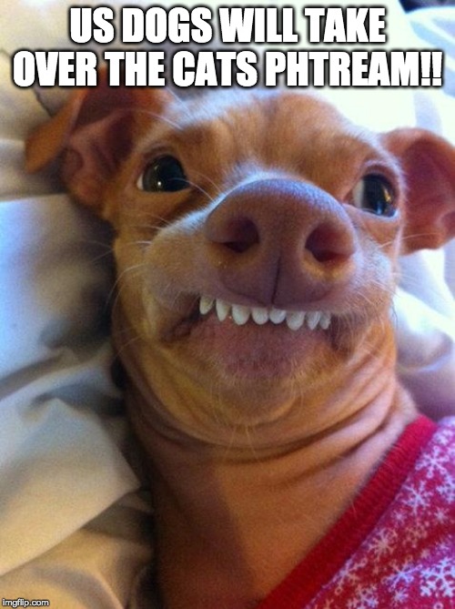 Overbite Dog | US DOGS WILL TAKE OVER THE CATS PHTREAM!! | image tagged in overbite dog | made w/ Imgflip meme maker