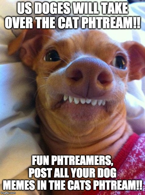 Overbite Dog | US DOGES WILL TAKE OVER THE CAT PHTREAM!! FUN PHTREAMERS, POST ALL YOUR DOG MEMES IN THE CATS PHTREAM!! | image tagged in overbite dog | made w/ Imgflip meme maker