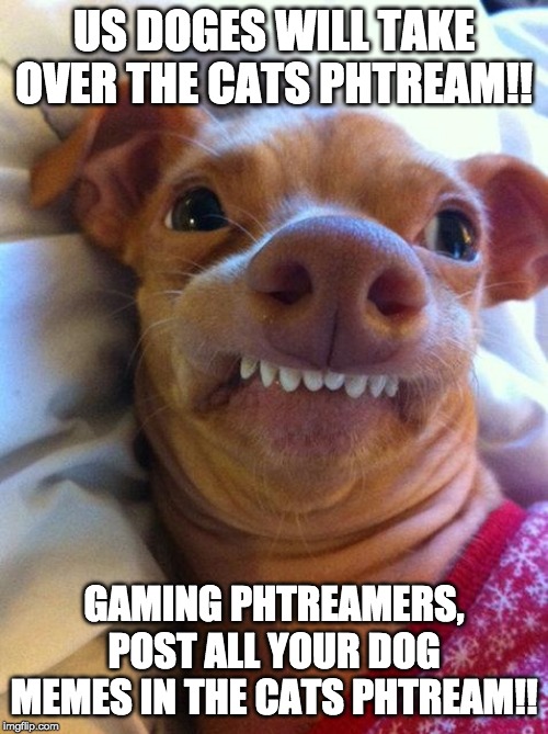 Overbite Dog | US DOGES WILL TAKE OVER THE CATS PHTREAM!! GAMING PHTREAMERS, POST ALL YOUR DOG MEMES IN THE CATS PHTREAM!! | image tagged in overbite dog | made w/ Imgflip meme maker