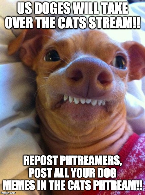 Overbite Dog | US DOGES WILL TAKE OVER THE CATS STREAM!! REPOST PHTREAMERS, POST ALL YOUR DOG MEMES IN THE CATS PHTREAM!! | image tagged in overbite dog | made w/ Imgflip meme maker