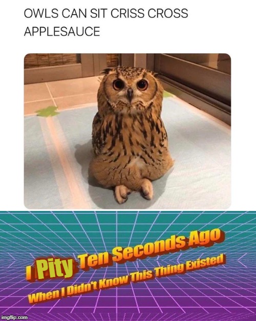  Pity | image tagged in owls,i miss ten seconds ago | made w/ Imgflip meme maker