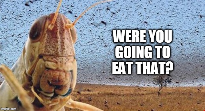 Tough in Africa | WERE YOU GOING TO EAT THAT? | image tagged in locusts,swarm,locust swarm | made w/ Imgflip meme maker