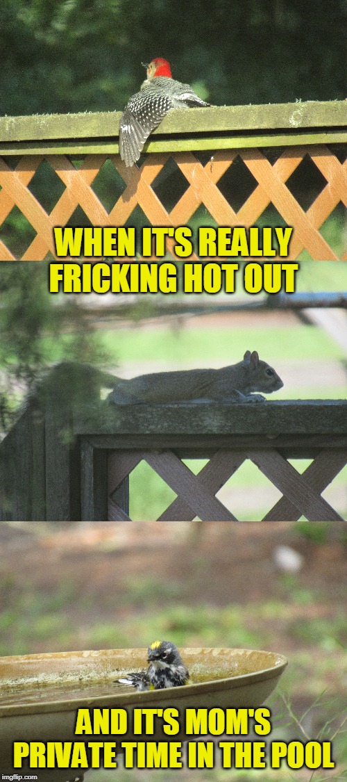 Ah springtime in Florida | WHEN IT'S REALLY FRICKING HOT OUT; AND IT'S MOM'S PRIVATE TIME IN THE POOL | image tagged in mothers garden of love | made w/ Imgflip meme maker