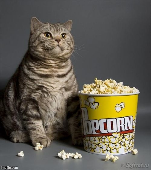 Cat eating popcorn | image tagged in cat eating popcorn | made w/ Imgflip meme maker
