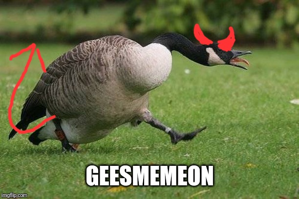 You're welcome | GEESMEMEON | image tagged in angry canada goose | made w/ Imgflip meme maker