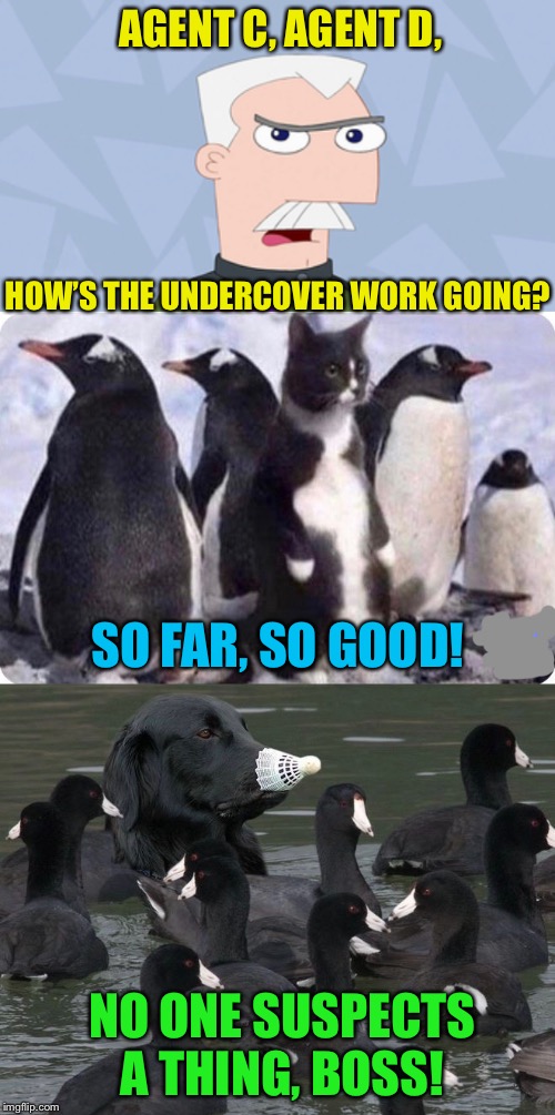 Deep Undercover | AGENT C, AGENT D, HOW’S THE UNDERCOVER WORK GOING? SO FAR, SO GOOD! NO ONE SUSPECTS A THING, BOSS! | image tagged in phineas and ferb,dog,cat,undercover,funny memes | made w/ Imgflip meme maker