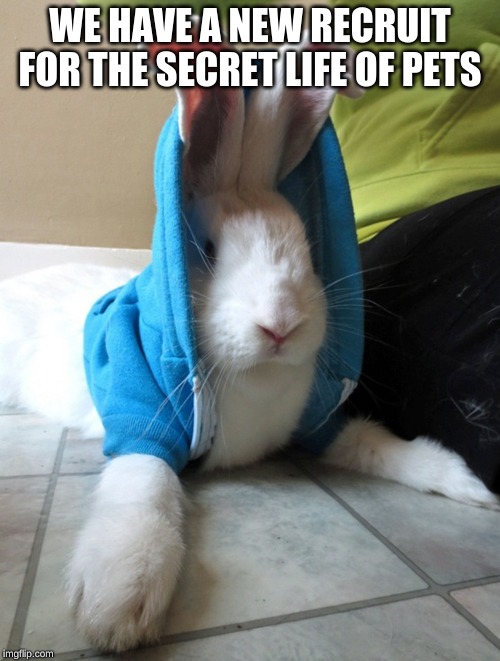 bunny in hoodie | WE HAVE A NEW RECRUIT FOR THE SECRET LIFE OF PETS | image tagged in bunny in hoodie | made w/ Imgflip meme maker