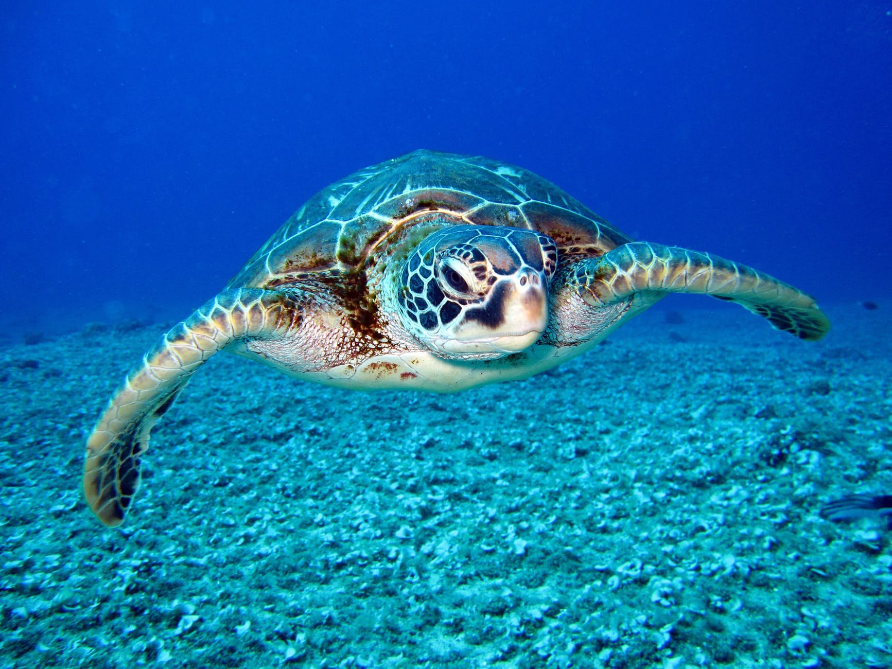 High Quality Doubtful Sea Turtle Blank Meme Template
