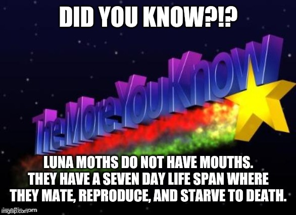 the more you know | DID YOU KNOW?!? LUNA MOTHS DO NOT HAVE MOUTHS. THEY HAVE A SEVEN DAY LIFE SPAN WHERE THEY MATE, REPRODUCE, AND STARVE TO DEATH. | image tagged in the more you know | made w/ Imgflip meme maker