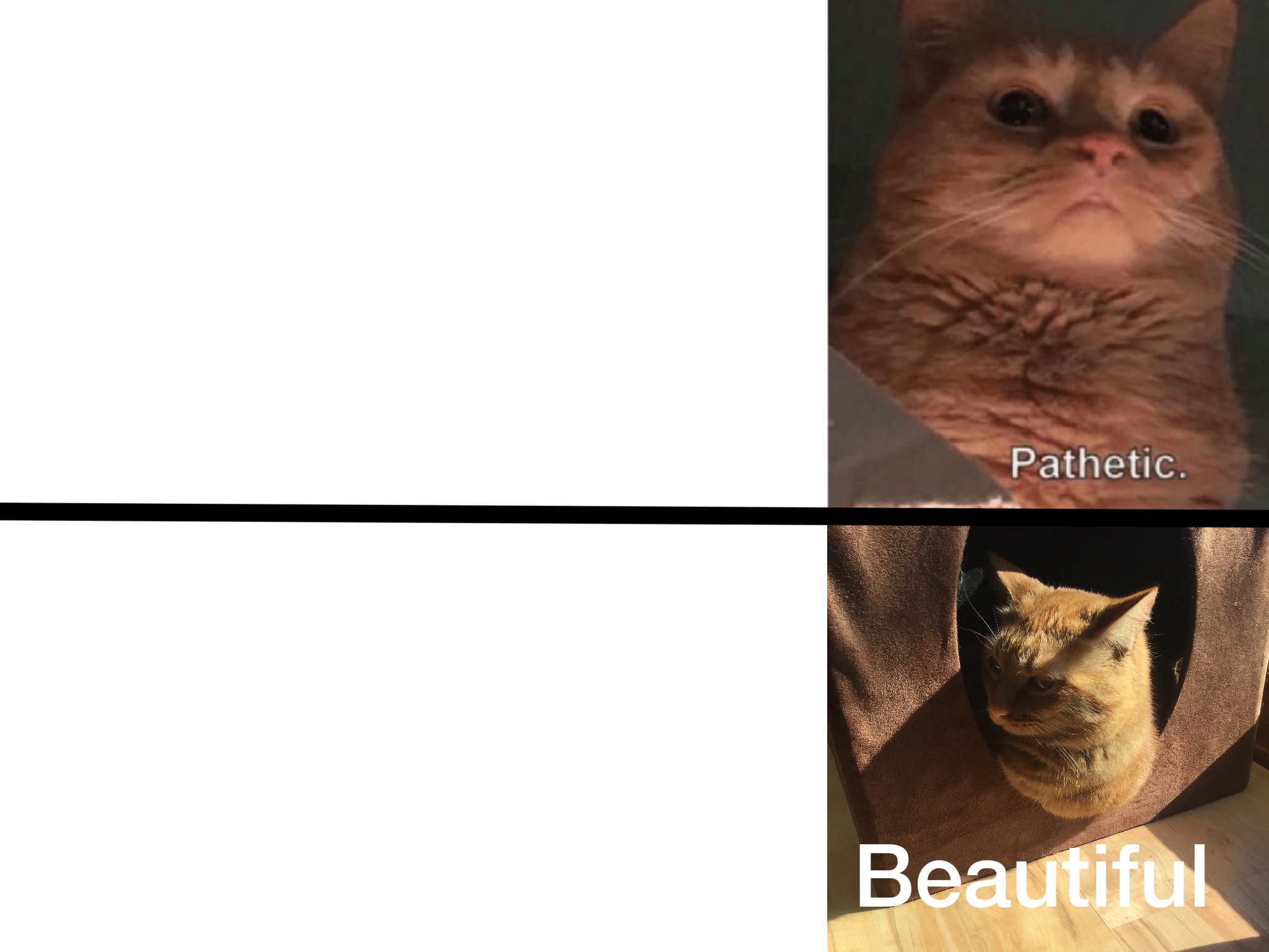 High Quality Drake template (Cats Version) Blank Meme Template