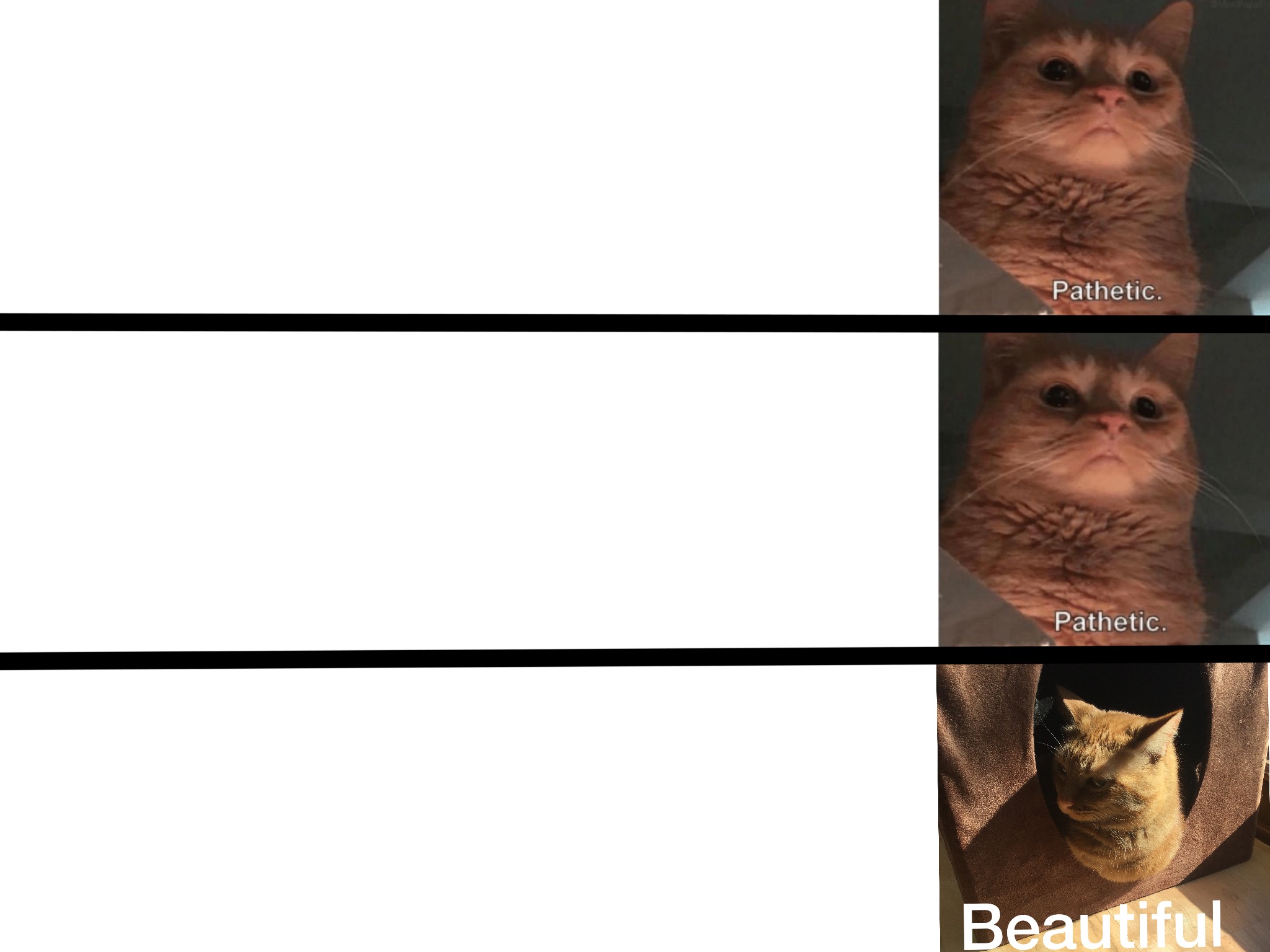 High Quality Drake Template (Cats and Three Panels Version) Blank Meme Template