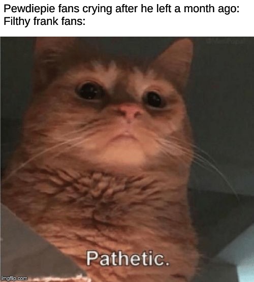 Pathetic Cat | Pewdiepie fans crying after he left a month ago:
Filthy frank fans: | image tagged in pathetic cat | made w/ Imgflip meme maker