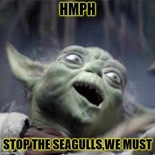 seagulls | HMPH; STOP THE SEAGULLS,WE MUST | image tagged in yoda | made w/ Imgflip meme maker