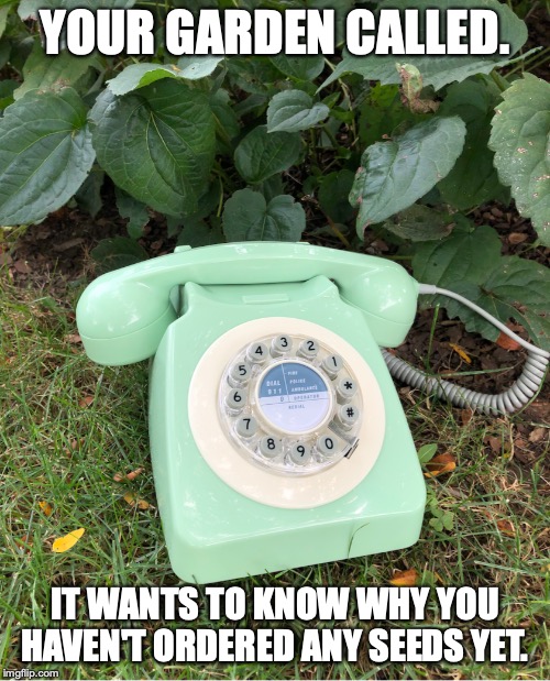 Your garden called... seeds | YOUR GARDEN CALLED. IT WANTS TO KNOW WHY YOU HAVEN'T ORDERED ANY SEEDS YET. | image tagged in gardening | made w/ Imgflip meme maker