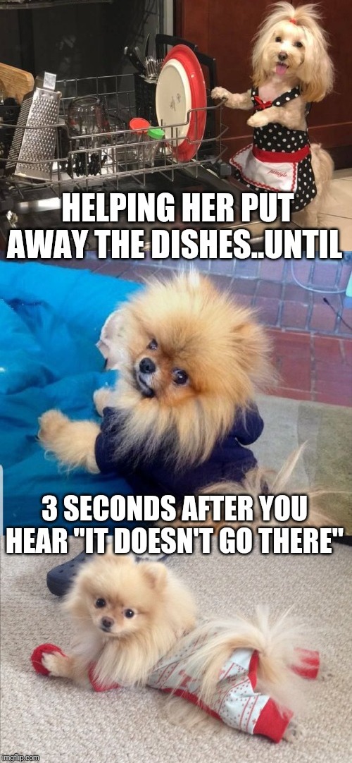 image tagged in dogs,dirty dishes,relatable,married | made w/ Imgflip meme maker